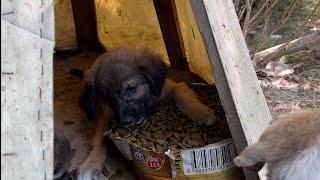 Puppy doesnt want to share the food with his siblings.