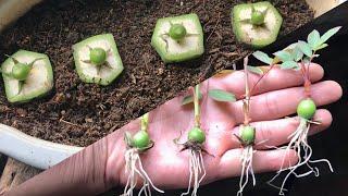 How to grow red roses from flower bud  Easy way grow roses from hips