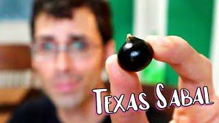 TEXAS PALMETTO FRUIT  A Tasty Fruit that Grows in Mexico and Texas - Weird Fruit Explorer