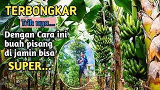 RAHASIA MERAWAT POHON PISANG AGAR BERBUAH SUPERRR 