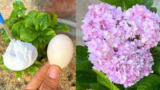 With just an egg and a little white powder you can create a compost mixture for plants