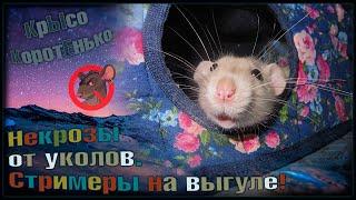 Некрозы от уколов у крыс.  Как дела у крыс - стримеров. Выгул и общение.  Fancy Rats 