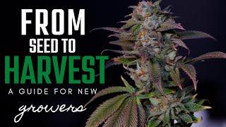 How to Grow Weed  Seed to Harvest Guide for Beginner Growing