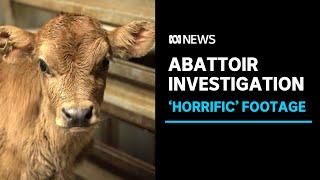 Tasmanian Quality Meats abattoir facing export suspension after footage released  ABC News