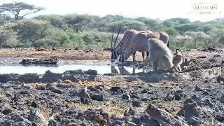 Baboons Mating *Not for sensitive viewers* #Shorts  Great Plains Conservation