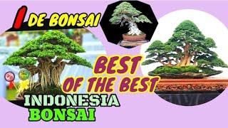 BONSAI TERBAIK INDONESIA  IDE BONSAI