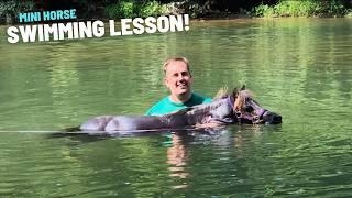 Starved Mini Horse Update First Lesson And Swim