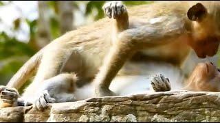 Lucu - Monyet Kawin Di Atas Tebing Batu