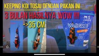 Review Pakan Wellgro  Pakan Lokal Kualitas Import