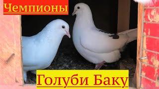 Бакинские голуби Хагани в Баку Романы