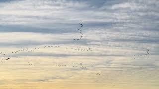 Sandhill Cranes flying to feeding fields December 31 2022