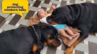 Dog protecting newborn baby  gurd dog  the rott new video  #dog #funnyvideo