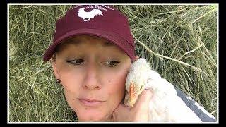 WHEN to Separate Mama HEN & Babies