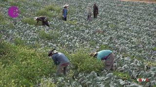 Ongoing Conflict Creates Labor Shortage for Israeli Border Farmers