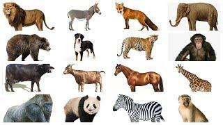 Learn Animals names with Pictures in English  Farm Wild Animals for kids