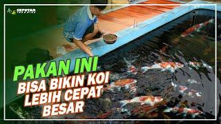 PAKAN AGAR IKAN KOI CEPAT BESAR  MAGOT NUSANTARA