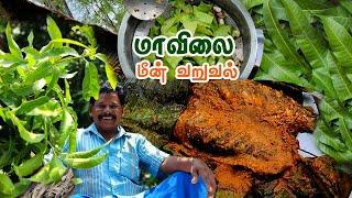 மலம்புழா டேம் & மாவிலை மீன் வறுவல்  MANGO LEAF FISH FRY  Malampuzha Dam visit