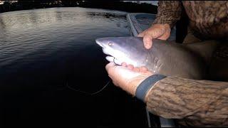 How NOT to Un-Hook a Bull Shark {Catch Clean Cook} this was SOOO GOOOD