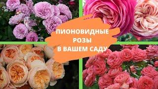 Посадите в своем саду ПИОНОВИДНЫЕ РОЗЫ – и вы ни разу не пожалеете