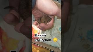 Очередной дикий крысëнок в приюте.  Замерзал на улице.  #wildrats #cuterats #дикиекрысы