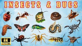 Know Insects & Bugs  Virtual tour to World of Insects  Add insects name to the English Vocabulary