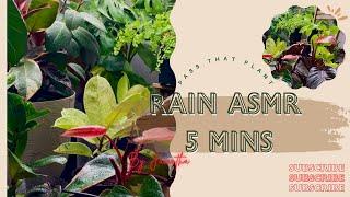 Relaxing Real Rain Sounds Falling on Leaves of Plants with Bird Calls #houseplants #asmrsounds