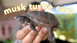 Musk Turtle Care Guide the best beginner turtle?