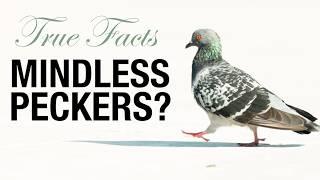 True Facts Pigeons Are Tricking You