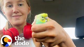 Girl Finds Parakeet On a Run  The Dodo