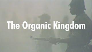 The Organic Kingdom - Angola 64