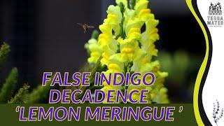 FALSE INDIGO DECADENCE LEMON MERINGUE Care Guide and Tips  Baptisia