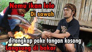 SURVIVAL NEMU IKAN LELE DI SAWAH LANGSUNG DI BAKAR - Kaka ucil tv