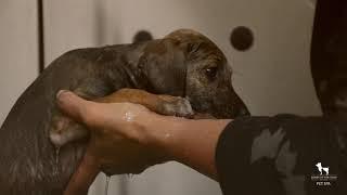 Puppy Bath - how often should i bathe my puppy - Heads Up For Tails