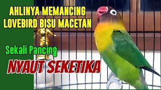 LOVEBIRD NGEKEK PANJANG SEKALI PANCING NYAUT SEKETIKA AHLINYA MEMANCING LABET BISU DAN MACETAN