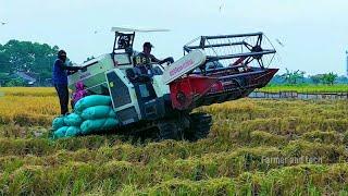 Rice harvester farming machine in wetland  Rice crop harvesting agricultural machine