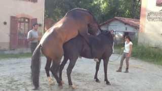 Saillie dans le respect du cheval  Marc Dorcel Production Présente VIVI