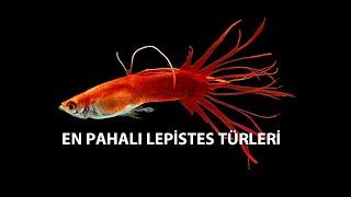 EN PAHALI LEPİSTES TÜRLERİ-MOST EXPENSİVE GUPPY STRAİNS