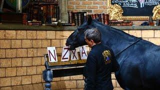 Ответ Невзорова о лошадях.2015г