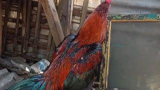 PESONA AYAM MUDA TRUN BOX. JNIS PAKHOY X BIRMA. POLA MAIN PELBET TMPAR BRAKOT