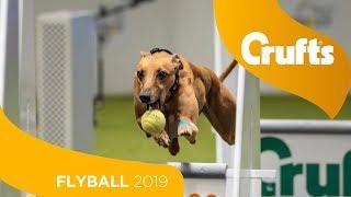 Flyball - Team Final  Crufts 2019