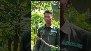 Peluang Agribisnis Pohon Uang Mamey Sapote Sawo Raksasa