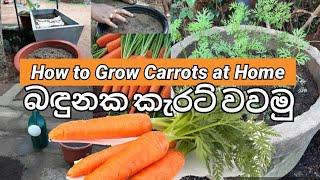 නිවසේදී කැරට් වවමු How to grow carrots in container