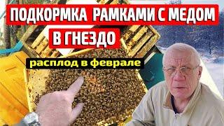 Подкормка пчел зимой рамкой с медом Подкормка пчел на улице