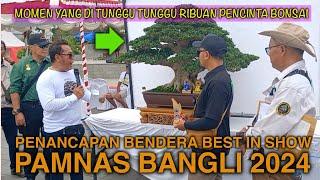 HEBOH  PENANCAPAN BENDERA BONSAI TERBAIK BEST IN SHOW PAMNAS BANGLI 2024