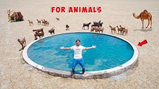 We Build Private Swimming Pool For Animals - In Desert