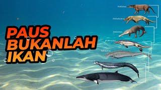 Evolusi Paus Dari Hewan Darat Menjadi Hewan Laut