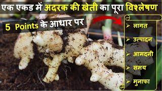 एक एकड़ अदरक की खेती में लागत आमदनी और प्रॉफिट की पूरी जानकारी  Ginger Farming In India