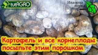 ПОСЫПЬТЕ КАРТОФЕЛЬ ЭТИМ ПОРОШКОМ И ОН НЕ БУДЕТ ГНИТЬ. Лечение и обработка картофеля перед хранением.