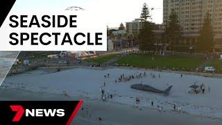 Glenelgs beached whale mystery solved  7 News Australia