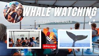 Whale Watching In Mirissa - What to Expect in Sri Lankas South Coast